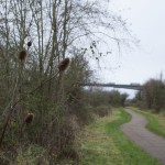 Lamplighter's Marsh