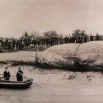 The Littleton Whale